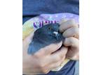 Adopt Beakers w/ Will a Pigeon bird in San Francisco, CA (41531105)