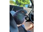 Adopt Sasha a Pigeon bird in San Francisco, CA (41531101)