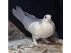 Adopt Pal a White Pigeon bird in San Francisco, CA (41531100)