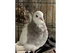 Adopt Waffles a Pigeon bird in San Francisco, CA (41531099)