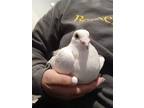 Adopt Bungalow w/ Tippy Toes a White Pigeon bird in San Francisco, CA (41531098)
