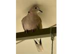 Adopt George a Dove bird in San Francisco, CA (41531097)