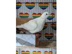 Adopt Idyll a White Dove bird in San Francisco, CA (41531095)