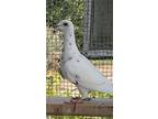 Adopt Wilbur a Pigeon bird in San Francisco, CA (41531094)