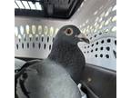 Adopt Riley a Pigeon bird in San Francisco, CA (41531093)