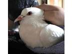 Adopt Mort a White Pigeon bird in San Francisco, CA (41531092)