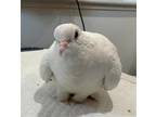 Adopt Topaz a White Dove bird in San Francisco, CA (41531091)