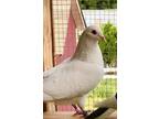 Adopt Vornado a White Pigeon bird in San Francisco, CA (41531089)