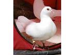 Adopt Lotus a White Pigeon bird in San Francisco, CA (41531088)