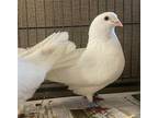 Adopt Bryn a White Pigeon bird in San Francisco, CA (41531087)