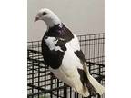 Adopt Mopsy a Pigeon bird in San Francisco, CA (41531086)