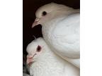 Adopt Dill w/ Terrence a White Pigeon bird in San Francisco, CA (41531084)