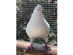 Adopt Clifford a White Pigeon bird in San Francisco, CA (41531082)