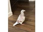 Adopt Piper a Pigeon bird in San Francisco, CA (41531081)
