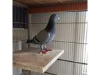 Adopt Fenwick w/ Martin a Pigeon bird in San Francisco, CA (41531080)