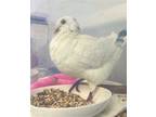 Adopt Freedom a White Pigeon bird in San Francisco, CA (41531079)