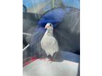 Adopt Luigi w/Nilla a White Pigeon bird in San Francisco, CA (41531076)