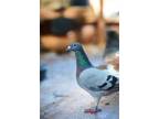 Adopt Pinball a Pigeon bird in San Francisco, CA (41531072)