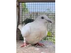 Adopt Nilla w/Luigi a White Pigeon bird in San Francisco, CA (41531071)