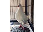 Adopt Cori w/Cisco a White Pigeon bird in San Francisco, CA (41531070)