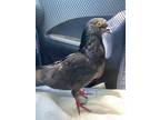 Adopt Cisco w/Cori a Gray Pigeon bird in San Francisco, CA (41531069)