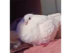 Adopt Sam w/ Layla a White Pigeon bird in San Francisco, CA (41531066)