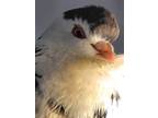 Adopt Oreo w/ Cocoa a Pigeon bird in San Francisco, CA (41531064)