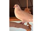 Adopt Kimchi a White Pigeon bird in San Francisco, CA (41531062)