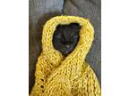 Adopt Scorpio a All Black Domestic Longhair / Mixed (long coat) cat in Oakdale