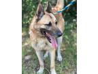 Adopt Lobo a Brown/Chocolate - with Black German Shepherd Dog / Mixed dog in New