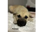 Adopt Khloe a Tan/Yellow/Fawn - with Black Black Mouth Cur / Mixed Breed