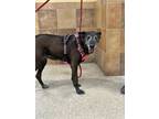 Adopt Shirley a Black Shepherd (Unknown Type) dog in Phoenix, AZ (41531267)