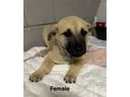 Adopt Katie a Black Mouth Cur / Mixed Breed (Medium) dog in Phoenix