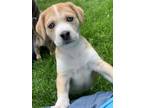 Adopt Arlie a Tan/Yellow/Fawn - with White Hound (Unknown Type) / Husky / Mixed