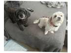 Adopt Carol and Suki BOBDED PAIR a Shih Tzu / Mixed dog in Huntington