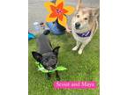 Adopt Scout and Maya - BONDED PAIR a Husky / Mixed Breed (Medium) dog in