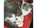 Adopt Edelweiss a Gray or Blue (Mostly) Domestic Shorthair / Mixed (short coat)