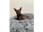 Adopt Jude Paw a Cornish Rex (short coat) cat in Dallas, TX (41531237)