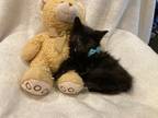 Adopt Ian a All Black Domestic Mediumhair (medium coat) cat in Metairie