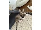 Adopt Macchiato a Brown Tabby Domestic Shorthair (short coat) cat in Dallas