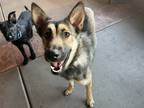 Adopt Liberty a German Shepherd Dog / Mixed dog in Buffalo, NY (41531226)