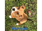 Adopt Hercules a Boxer dog in Bolivar, MO (41494838)