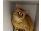 Adopt Nash a Domestic Shorthair cat in Bolivar, MO (41531225)