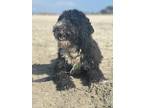 Adopt Finn 2 a Black - with White Mixed Breed (Medium) dog in San Diego