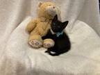 Adopt JoJo a All Black Domestic Shorthair (short coat) cat in Metairie