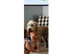 Adopt Winston a Wheaten Terrier / Mixed dog in Warrenton, MO (41530660)