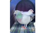 Adopt Beth w/Beluga a Pigeon bird in San Francisco, CA (41530990)