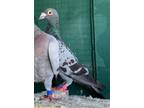 Adopt Clara a Pigeon bird in San Francisco, CA (41530989)