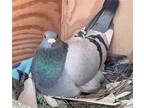 Adopt Gray a Pigeon bird in San Francisco, CA (41530988)