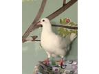 Adopt Dumpling w/Sam a White Pigeon bird in San Francisco, CA (41530985)